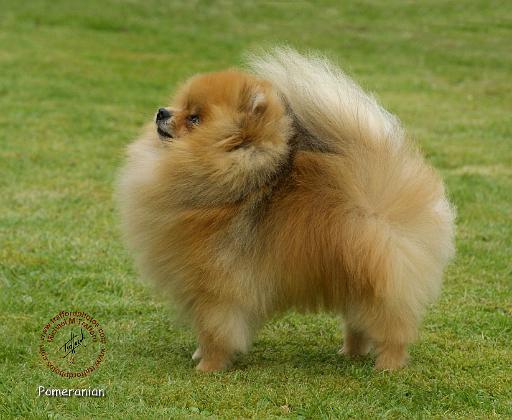 Pomeranian 9T072D-001.JPG